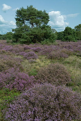 BUITEN BEELD Foto: 313797