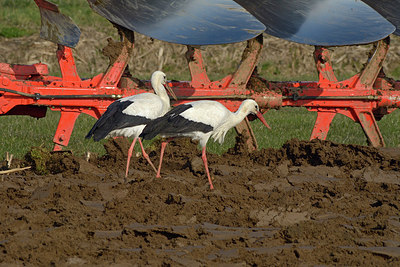 BUITEN BEELD Foto: 313802