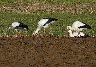 BUITEN BEELD Foto: 313803