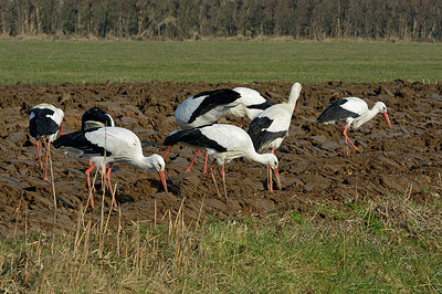 BUITEN BEELD Foto: 313804