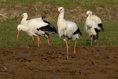 BUITEN BEELD Foto: 313806