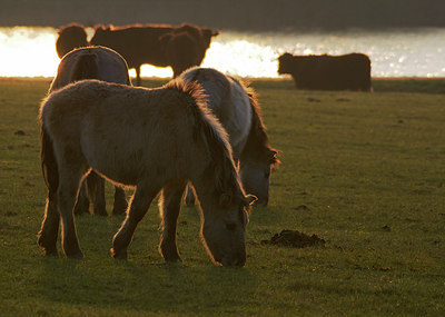 BUITEN BEELD Foto: 313810