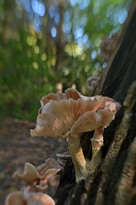 BUITEN BEELD Foto: 313815