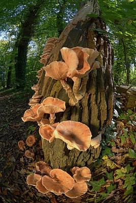 BUITEN BEELD Foto: 313816