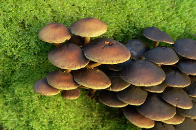 BUITEN BEELD Foto: 313820
