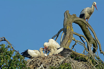 BUITEN BEELD Foto: 313825