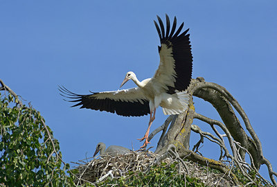 BUITEN BEELD Foto: 313827