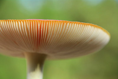 BUITEN BEELD Foto: 313841