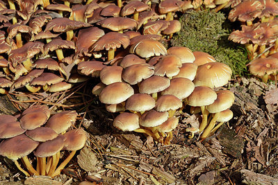 BUITEN BEELD Foto: 313855