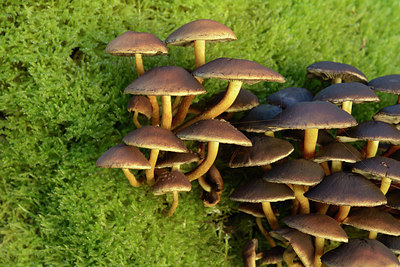 BUITEN BEELD Foto: 313856