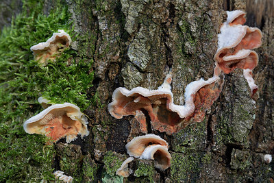 BUITEN BEELD Foto: 313857