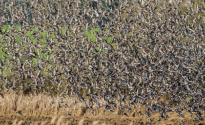 BUITEN BEELD Foto: 313893