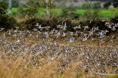 BUITEN BEELD Foto: 313894