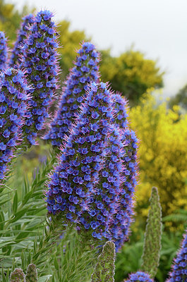 BUITEN BEELD Foto: 313936