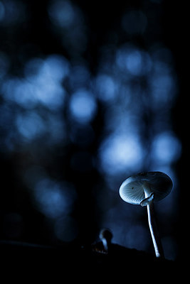 BUITEN BEELD Foto: 313992