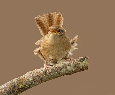 BUITEN BEELD Foto: 314115