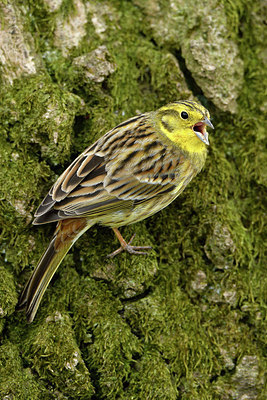 BUITEN BEELD Foto: 314180