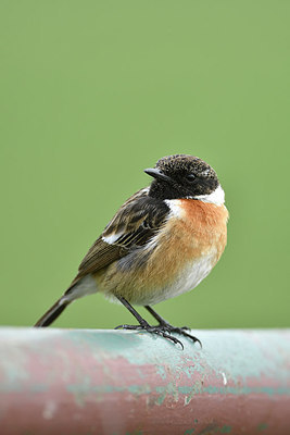 BUITEN BEELD Foto: 314183