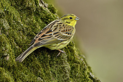 BUITEN BEELD Foto: 314186