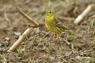 BUITEN BEELD Foto: 314188