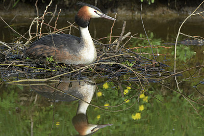 BUITEN BEELD Foto: 314212
