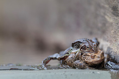BUITEN BEELD Foto: 314254
