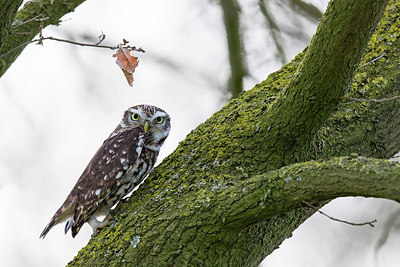 BUITEN BEELD Foto: 314261