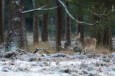 BUITEN BEELD Foto: 314270