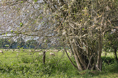 BUITEN BEELD Foto: 314280