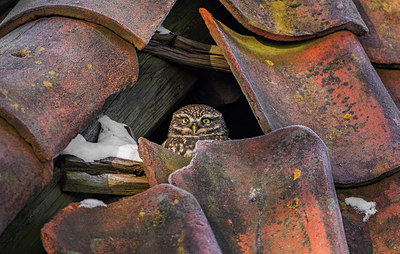BUITEN BEELD Foto: 314306