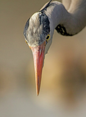 BUITEN BEELD Foto: 314307