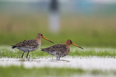 BUITEN BEELD Foto: 314335