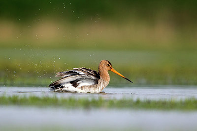 BUITEN BEELD Foto: 314340