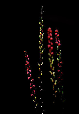 BUITEN BEELD Foto: 314351