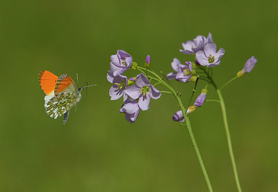 BUITEN BEELD Foto: 314354
