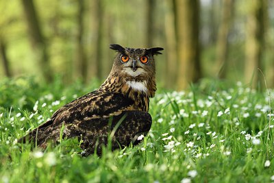 BUITEN BEELD Foto: 314379