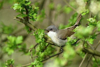 BUITEN BEELD Foto: 314380
