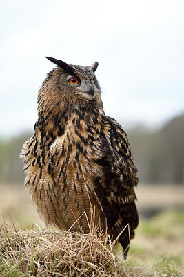 BUITEN BEELD Foto: 314387