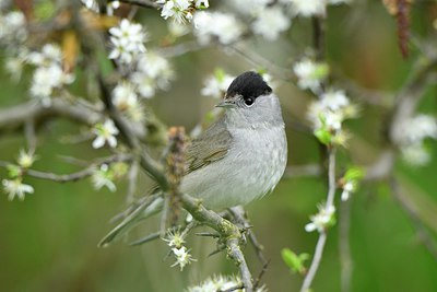 BUITEN BEELD Foto: 314417