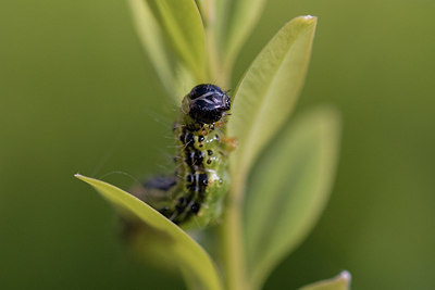 BUITEN BEELD Foto: 314440