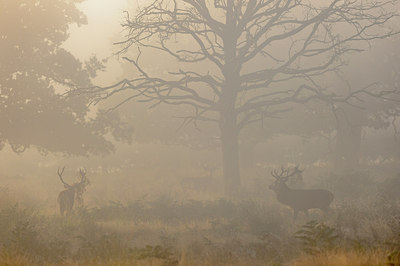 BUITEN BEELD Foto: 314502