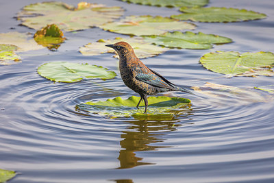 BUITEN BEELD Foto: 314517