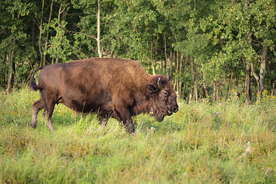 BUITEN BEELD Foto: 314539
