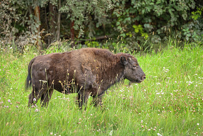 BUITEN BEELD Foto: 314548