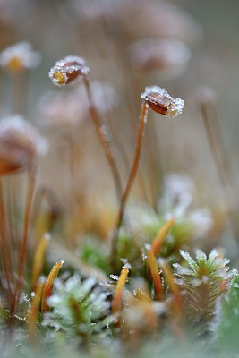 BUITEN BEELD Foto: 314580