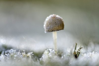 BUITEN BEELD Foto: 314583