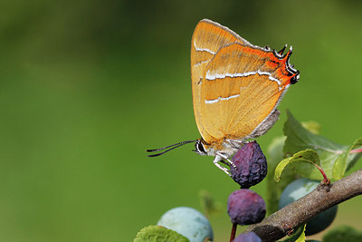 BUITEN BEELD Foto: 314644