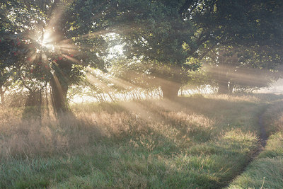 BUITEN BEELD Foto: 314653
