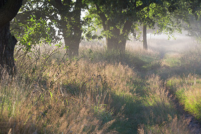 BUITEN BEELD Foto: 314654