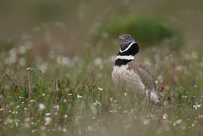 BUITEN BEELD Foto: 314660